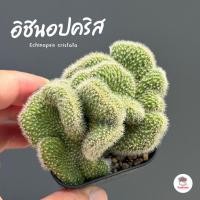 ราคา อิชินอปคริส Echinopsis cristata แคคตัส กระบองเพชร cactus&succulent (20374992464)