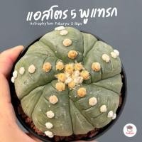 ราคา แอสโตร 5 พูแทรก Astrophytum Fukuryu 5 Rips แคคตัส กระบองเพชร cactus&succulent (44902164262)