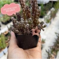ราคา เก๋งจีน เก๋งจีนดอกปลาหมึก Stapelianthus decaryi แคคตัส กระบองเพชร ไม้อวบน้ำ (24101622147)