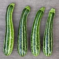ราคา 10 เมล็ด ซูกินี บวบฝรั่ง คอร์เกตต์ Zucchini Seeds สายพันธุ์ Dario F1 (41422778800)