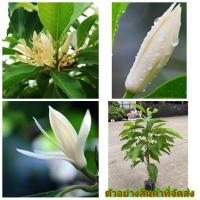 ราคา (ขาย ต้นพันธุ์) ต้น ดอก จำปี ต้นจำปี สีขาว จำปีขาว (3659967831)