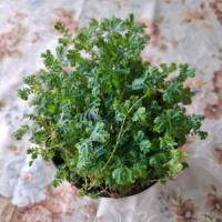 ราคา เฟิร์นกนกนารีสีฟ้า เฟิร์นฟ้า ต้นไม้ Rainbow Spikemoss Blue Spikemoss (45961259224)