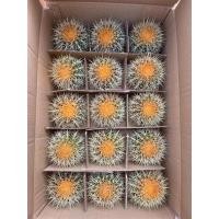 ราคา ถังทองยกลัง ถังทองหนามยาวสวยๆ Golden barrel cactus (echinocactus grusonii)​(ไม้เมล็ด) (8355078436)