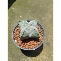 ราคา แอสโตรมายริโอ้ Astrophytum myriostigma (41969127160)