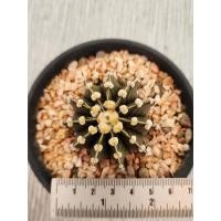 ราคา ต้นยิมโน LB / VOS hybrid 11พู (Gymnocalycium LB2178/VoS1241 hybrid) size 5.5cm ไม้เมล็ด ชอบแดดมาก ไม่ต้องรดน้ำบ่อย (51508548847)