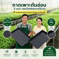 ราคา ถาดนาดำ แพ๊ค 10 ใบ ถาดเพาะต้นอ่อนทานตะวัน แบบมีรูและไม่มีรู (29013491650)