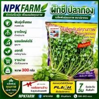 ราคา ปลาทอง ผักชี [ ขนาด 300 กรัม] หมดอายุ 10/11/2569 พันธุ์พูนผล ต้นอวบ ก้านใหญ่ ใบใหญ่ ออกดอกช้า (24334009805)