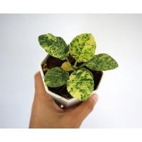 ราคา ต้นมะพร้าวทะเลทรายใบด่าง Dorstenia Foetida หรือ grendelion (10653838028)