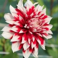 ราคา 20 เมล็ด ดอกรักเร่ รักเร่ ดาห์เลีย Dahlias สายพันธุ์ Blithe Spirit (44272781906)
