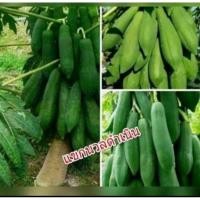 ราคา เมล็ดมะละกอแขกนวลดำเนิน50เมล็ด (22581692207)