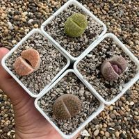 ราคา ไลทอปคละสายพันธุ์ 1.7-2.2 cm ลงปลูกให้ ส่งทั้งกระถาง Lithops (53663864863)
