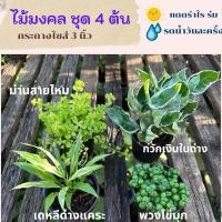ราคา ต้นเดหลีใบด่างแคระ ต้นม่านสายไหม ต้นกวักเงินใบด่าง ต้นพวงไข่มุก ต้นไม้มงคลไซส์กระถาง 3 นิ้ว แพ้คจัดส่งพร้อมกระถาง (22887133274)