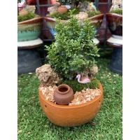 ราคา จัดสวนจิ๋ว ต้นไม้ตกแต่งสวยงาม ต้นไม้มงคล ต้นแก้วแคระ (21561275278)