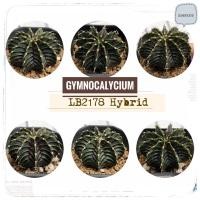 ราคา แคคตัส ยิมโน Gymnocalycium LB2178 hybrid บั้งสวย ออกหนามเดียว 10-11พู ไม้เพาะเมล็ด (11802863723)