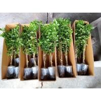 ราคา ต้นแก้วเจ้าจอมพันธุ์ผสม 4+6 (10)ใบ (กิ่งตอนสูง 60-70 ซม) ค่ะ (18404992163)