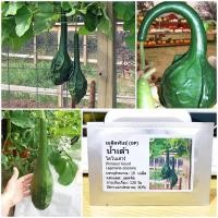 ราคา เมล็ดพันธุ์ น้ำเต้าไดโนเสาร์ (Dinosaur Gourd Seed) บรรจุ 10 เมล็ด คุณภาพดี ราคาถูก ของแท้ 100% (2363933851)