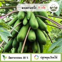 ราคา มะละกอสายพันธุ์ครั่ง 10 เมล็ด (52859347514)