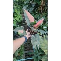 ราคา  เสน่ห์จันทร์ดำด่าง (Homalomena aromatica variegated) (23367423275)