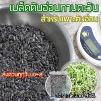 ราคา เมล็ดต้นอ่อนทานตะวัน สำหรับเพาะต้นอ่อน เมล็ดลายไทย (10290162847)