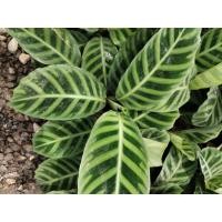 ราคา คล้าม้าลาย Calathea zebrina (Sims) Lindl. (43961870045)