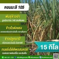 ราคา เมล็ดพันธุ์ข้าว ข้าวเจ้า หอมมะลิ105 ข้าวนาปี ไวแสง หอม นุ่ม คุณภาพดี 15 กก. คูลเกษตร KR1 (27876250060)