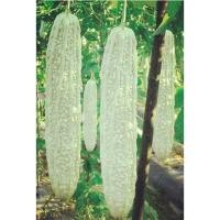 ราคา มะระขาว (จีน) White bitter gourd (7177533244)