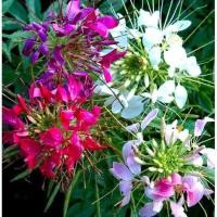 ราคา 100 เมล็ด ดอกเสี้ยนฝรั่ง ดอกคลีโอเม่ สไปเดอร์แพลนท์ Spider Plants Cleome Flower Seeds ดอกคละสี (25697311213)