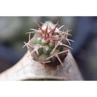 ราคา กระบองเพชร ต้นกระบองเพชร ยิมโน G.spegazzinii​ 2 cm ไม้กราฟตอแก้วมังกร (10608908943)
