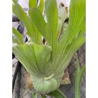 ราคา Platycerium xmentelosii กระเช้าสีดาลูกผสม สวยงาม (13848421427)