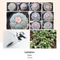ราคา เมล็ดโลโฟ Lophophora Fricii seeds (1937647645)
