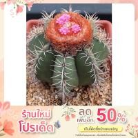 ราคา เมโลแคระ(Melocactus)  (16203312846)