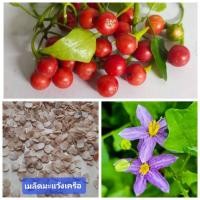 ราคา เมล็ดพันธุ์ มะแว้ง 100 เมล็ด มะแว้งเครือ มะแว้งป่า (24422545450)