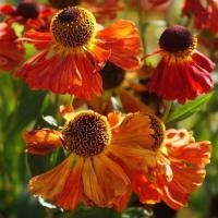 ราคา 50 เมล็ด แบล็กอายซูซาน Rudbeckia hirta Seeds ดอกสีส้ม Becky Orange (42572654492)