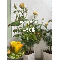 ราคา xylophon rose กุหลาบไซโลโฟน (23654693365)