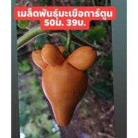 ราคา เมล็ดพันธุ์ มะเขือการ์ตูน 50 เมล็ด 39 บาท (4441726480)