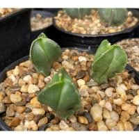 ราคา แคคตัสastrophytum​ myrio​stigma​ ​tricostatum​ nudum​ (8330460214)