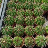 ราคา แคคตัส กระบองเพชร เมโล Melocactus (23753574918)
