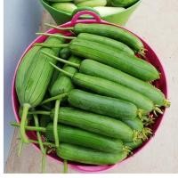 ราคา ต้นพันธุ์ บวบหอม ถุงดำพร้อมปลูก 29 บาท Sponge gourd บวบโบราณ ปลูกง่าย อร่อย กลิ่นหอมหาทานยาก บวบหอม หรือ บวบกลม (29933383260)