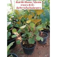 ราคา ต้นสาลิกาลิ้นทอง​ กระถาง​ 5​ นิ้ว​ ราคา​ 45บาทค่ะ**สินค้าขายดี** (5935105867)