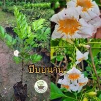 ราคา ต้นปีบยูนาน หรือปีบไหหนาน ดอกสีชมพูอ่อน ช่อใหญ่ ปีบยูนาน (25617196298)