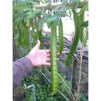 ราคา อินทรีย์ ต้น ดอก/เมล็ดพันธุ์ ถั่วพูยักษ์,ถั่วพูยาว (Giant Winged Bean Seed) บรรจุ 3 เมล็ด 14ZM (19734660817)