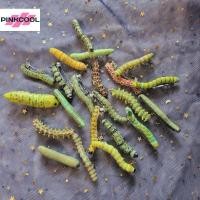 ราคา PINKCOOL 6/12 ชิ้นฮาโลวีน Caterpillars ผม Barrettes Strong Grip กิ๊บติดผมแมลงหลากสีคลานแมลงรูปแบบอุปกรณ์เสริมผมร้อน (55063431987)