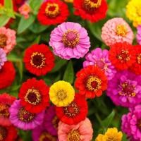 ราคา 100 เมล็ด ดอกบานชื่น บานชื่นหนู บานชื่นฝรั่ง กระดุม ดอกเล็ก Zinnia Seeds คละสี (43672790445)