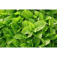 ราคา เลมอนบาล์ม (Lemon Balm) เมล็ดพันธุ์ สมุนไพรฝรั่ง (15539228535)