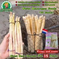 ราคา 10 เมล็ด หน่อไม้ฝรั่งขาว White Asparagus Seeds for Planting Vegetables Plants เมล็ดหน่อไม้ฝรั่ง หน่อไม้ฝรั่ง อร่อยมากกก (40571991527)