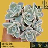 ราคา ต้นไม้อวบน้ำ กุหลาบหิน อิชิเวเรีย เลิฟลี่ Echeveria Lovely #succulent #Echeveria #Love #Valentine (7760394768)