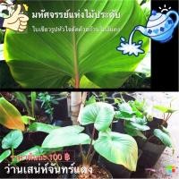 ราคา ต้นเสน่ห์จันทร์แดง King of Heart ❤️ ❤️ (6532466962)