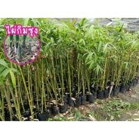 ราคา ไผ่กิมซุง (ไผ่หวานไต้หวัน) ไผ่กิมซุง หน่อดก โตเร็ว (44003635336)