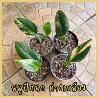 ราคา พลูปีกนก พลูปีกนกด่างเหลือง (16548323886)