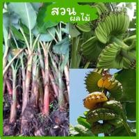 ราคา ต้นกล้วยเทพพนม ลูกละ 99 บาท (21248350695)